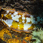 Spondylus varius